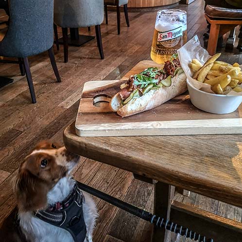 dog at lunch hotel bar raasay 