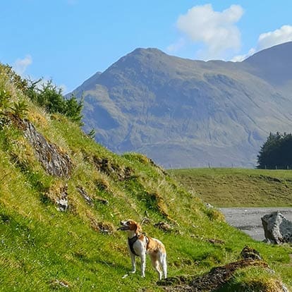 bonnie dog raasay with cuillin skye behind