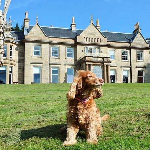 dog friendly hotel raasay skye